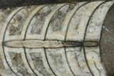 Polished Fossil Orthoceras (Cephalopod) - Morocco #138341-1